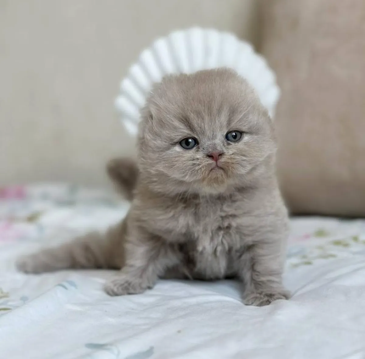Gatitos Scottish Fold