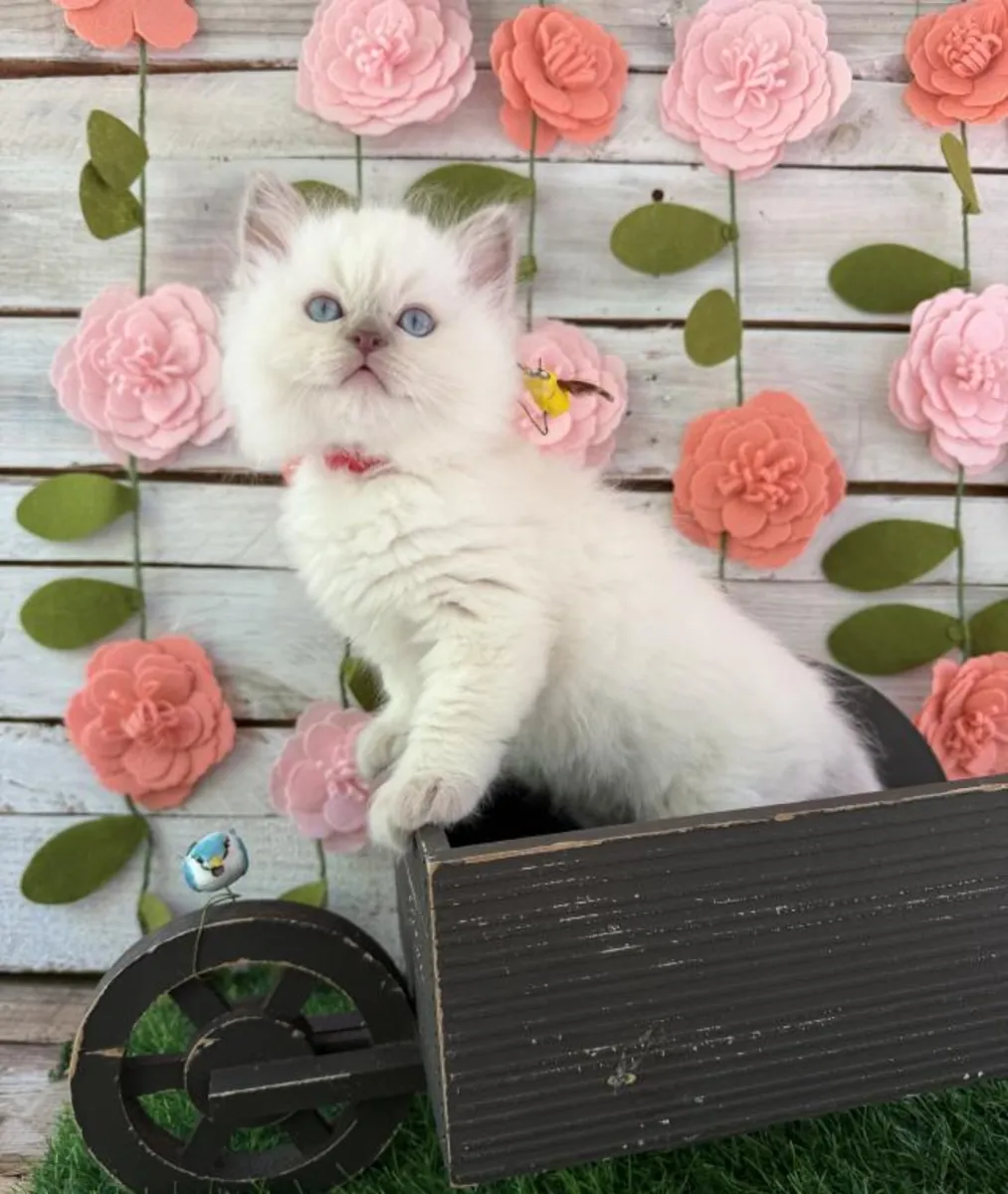 Gatitos Ragdoll