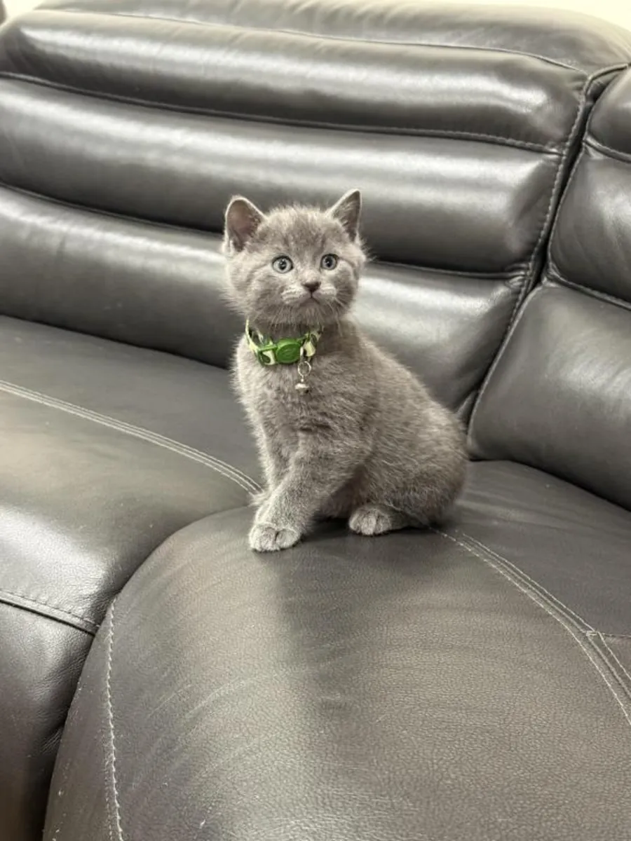 Gatitos Azul Ruso