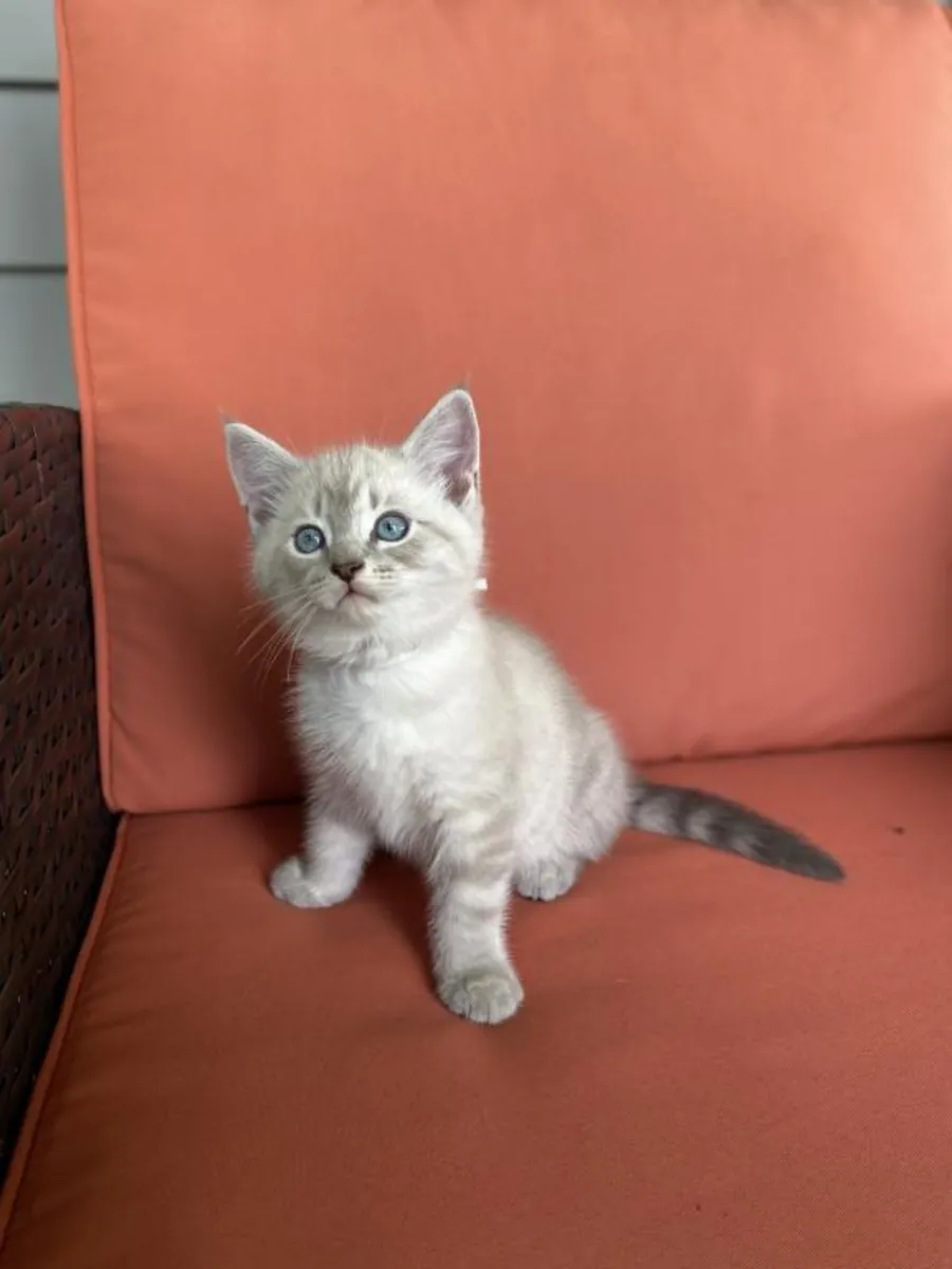 Сибирские котята