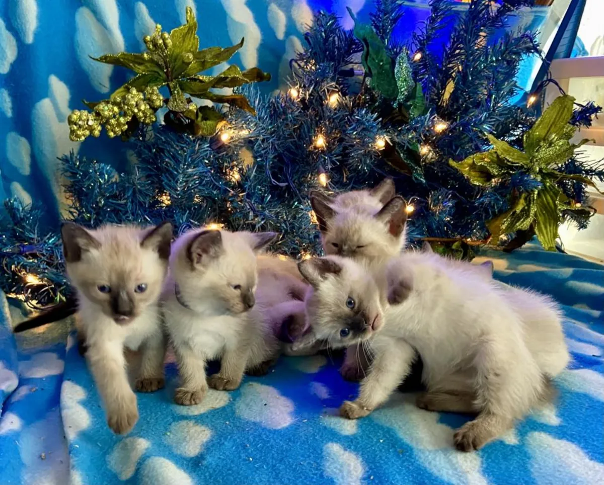 Gatitos siameses