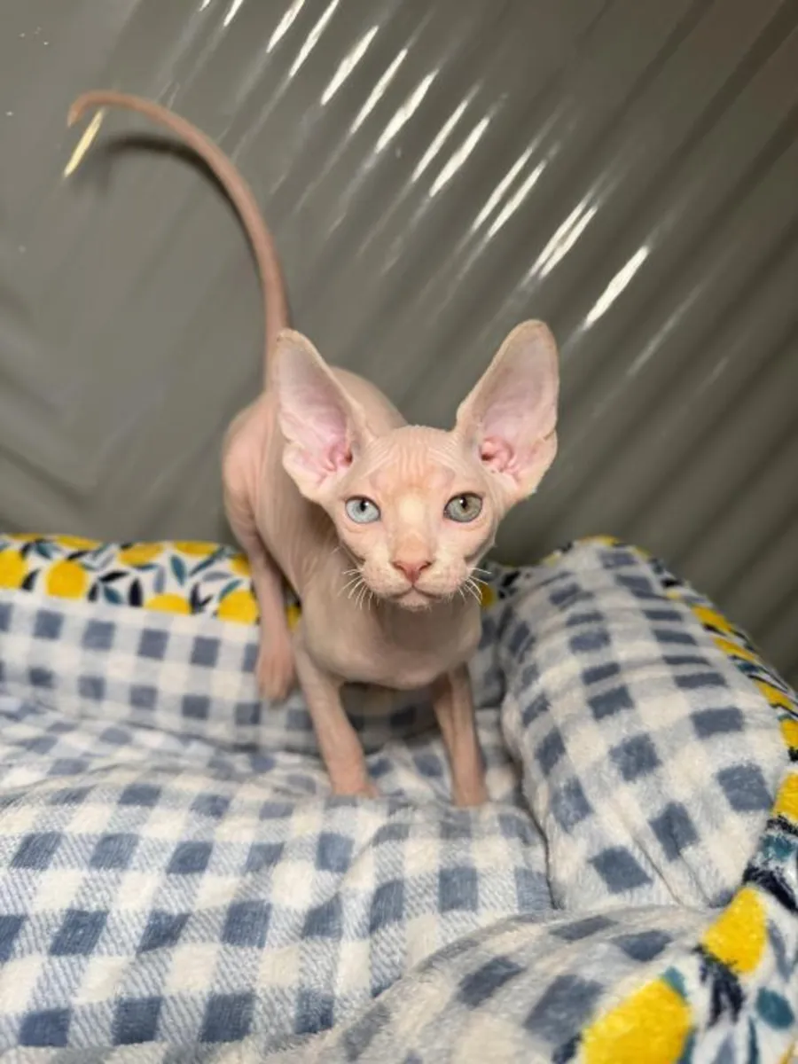Gatitos Sphynx