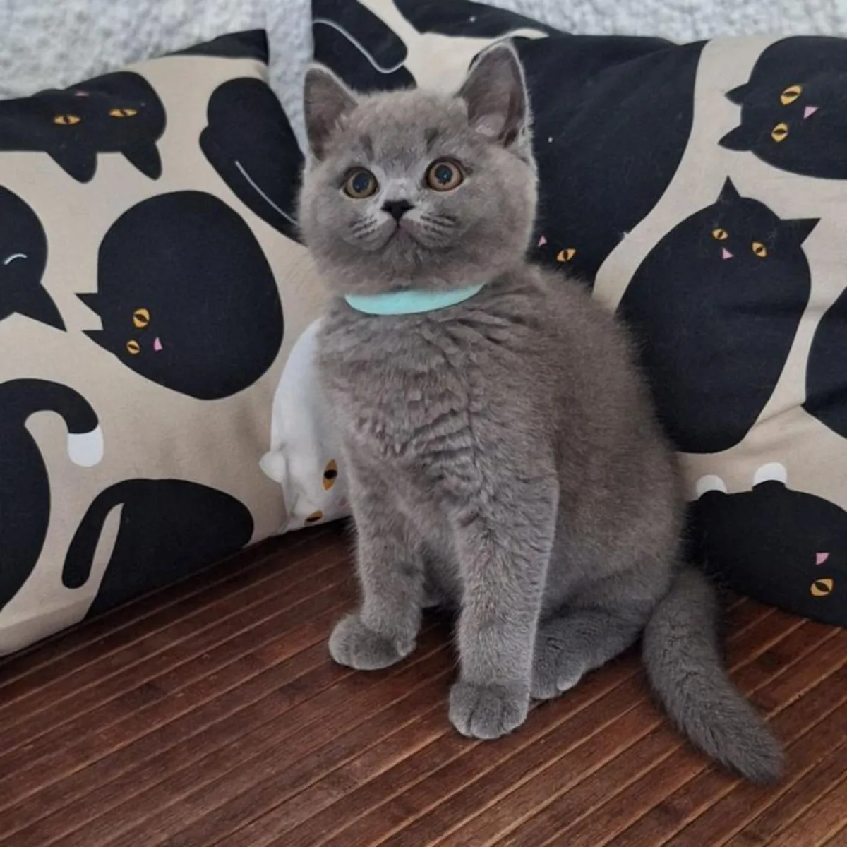 British Shorthair kittens