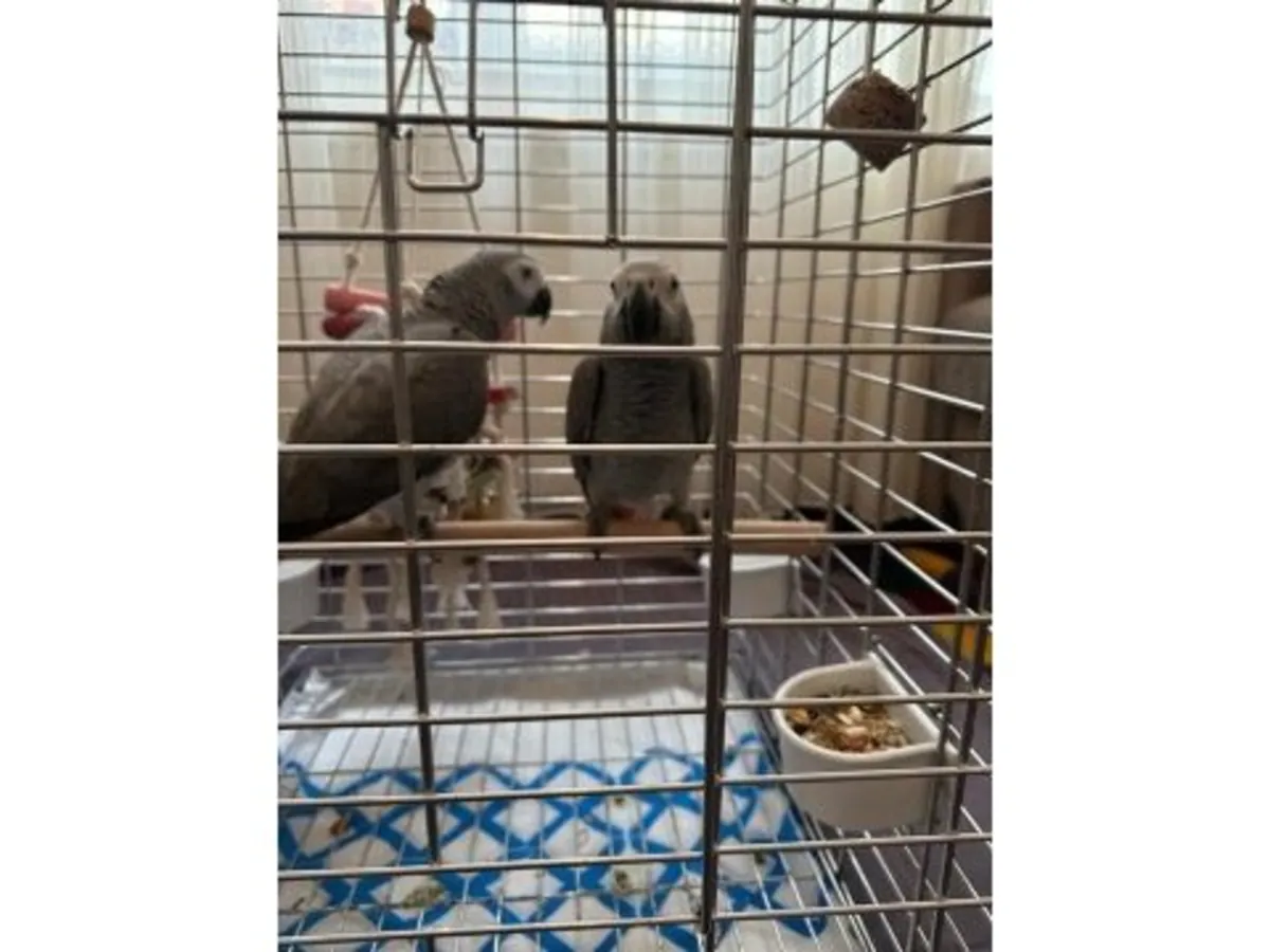 Попугай породы Яко, привыкший разговаривать с людьми, доступен для усыновления.