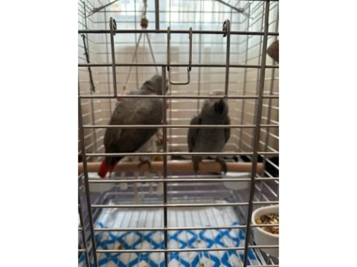 Попугай породы Яко, привыкший разговаривать с людьми, доступен для усыновления.