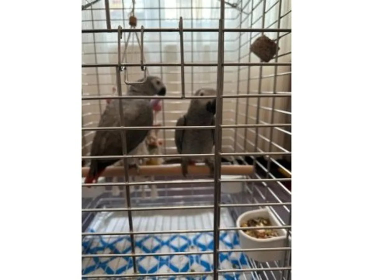 Попугай породы Яко, привыкший разговаривать с людьми, доступен для усыновления.