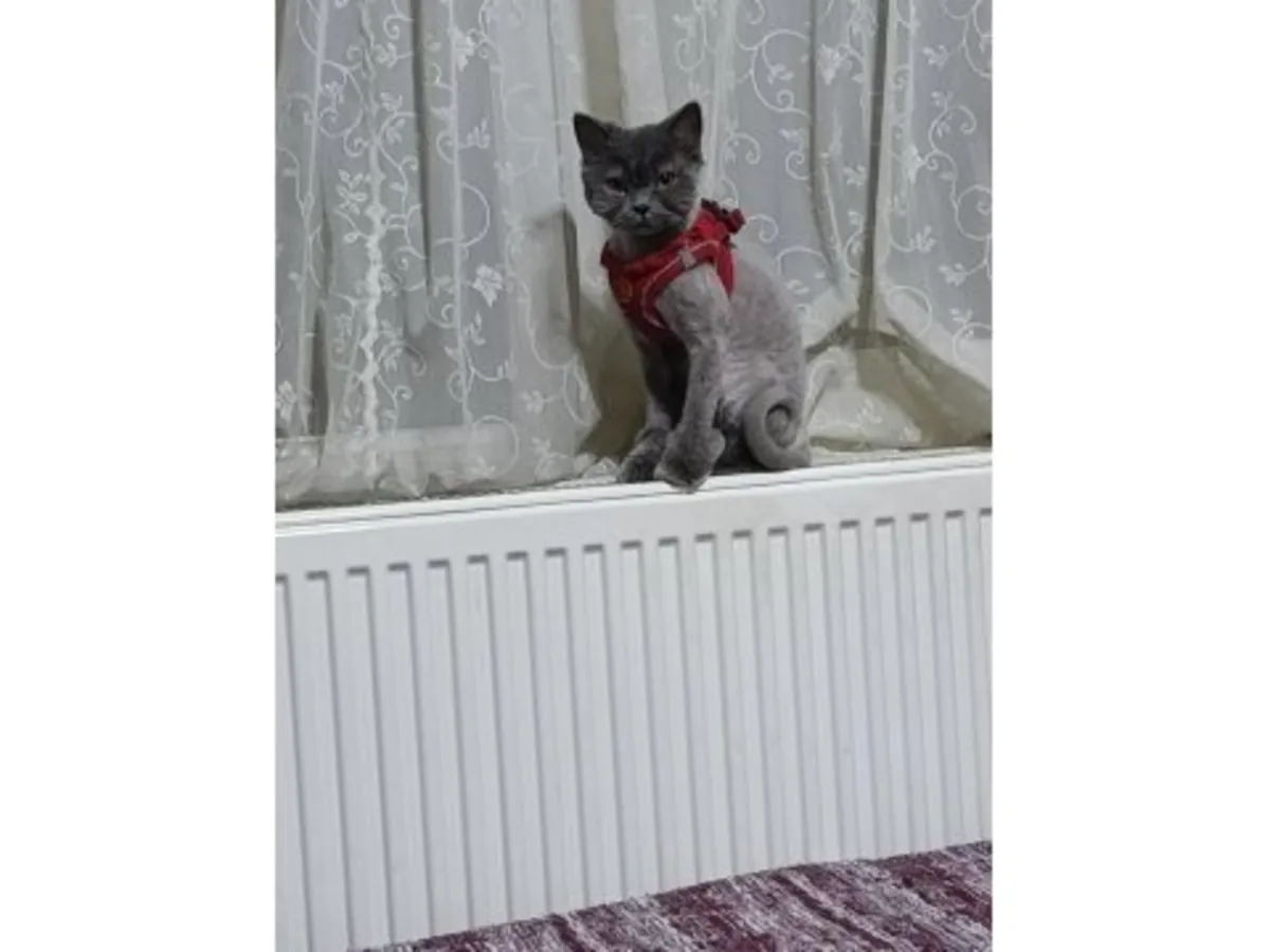 Наша спокойная и воспитанная британская короткошерстная кошка ищет новый дом.
