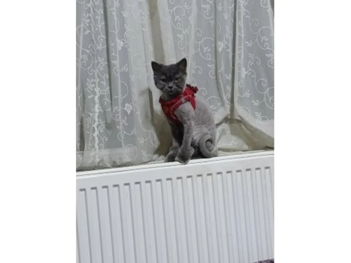 Наша спокойная и воспитанная британская короткошерстная кошка ищет новый дом.