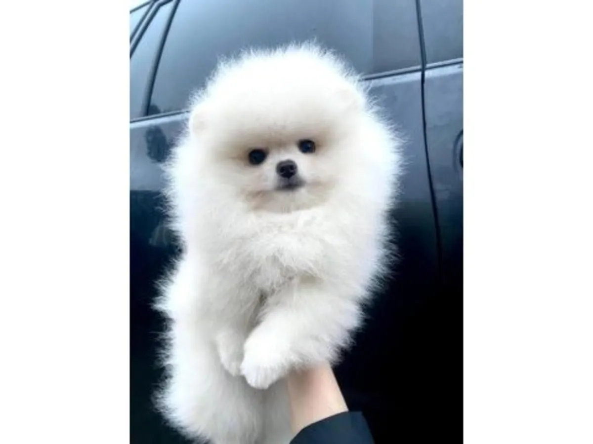 Белый щенок померанского шпица с потрясающе пушистой шерстью.