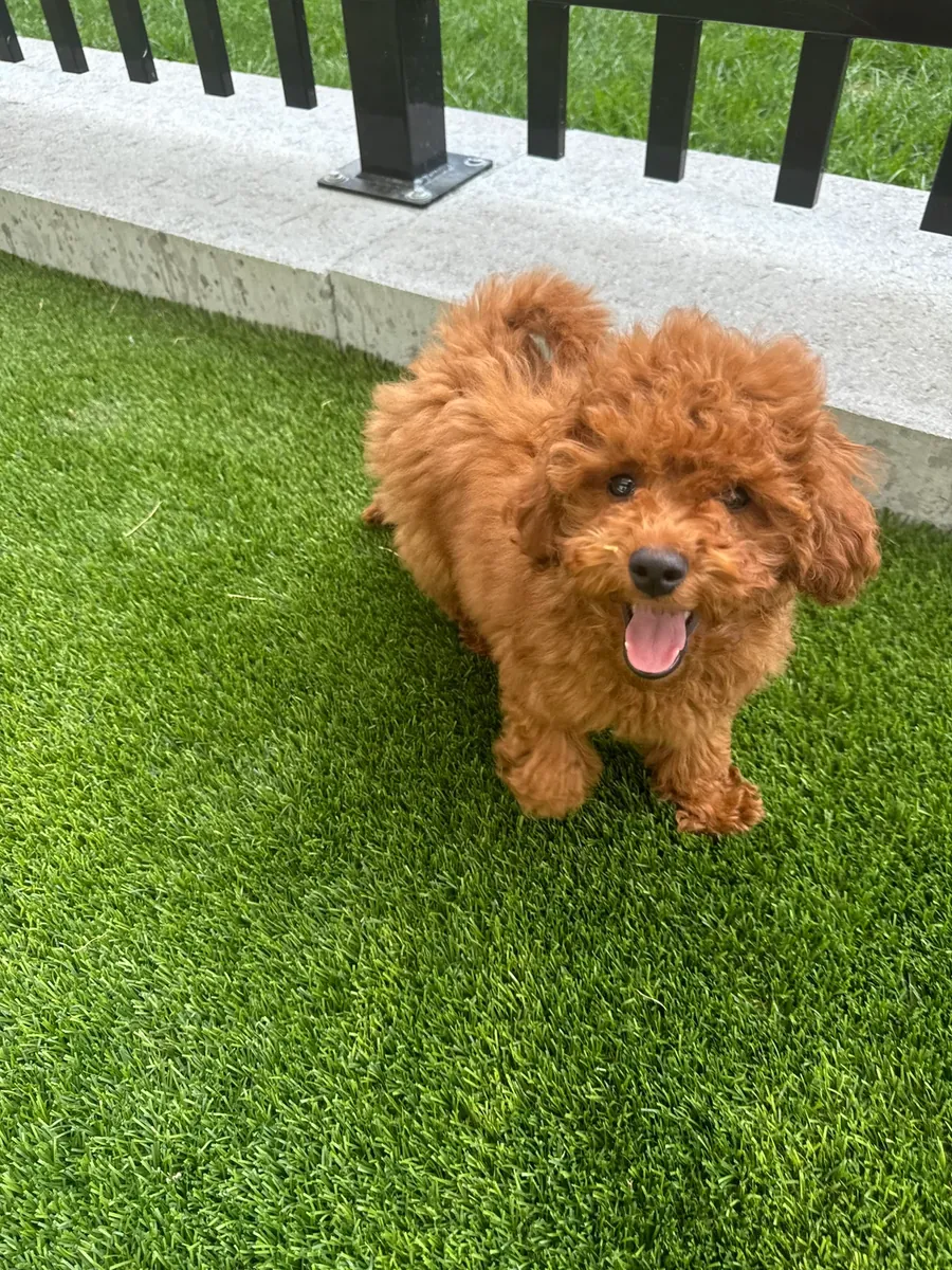 Умный и любопытный коричневый пудель ищет новый дом.