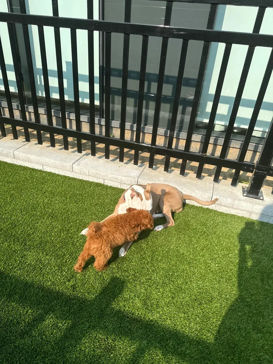 Умный и любопытный коричневый пудель ищет новый дом.