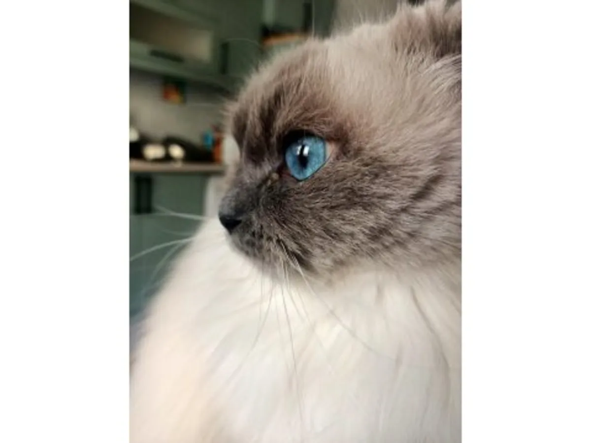 Наш кот породы рэгдолл, очень ласковый к людям, доступен для усыновления.