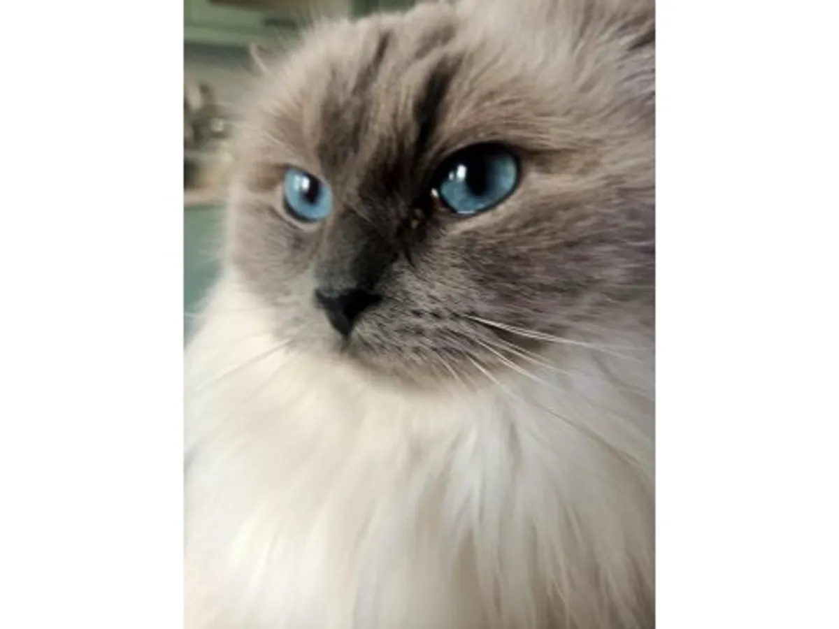 Наш кот породы рэгдолл, очень ласковый к людям, доступен для усыновления.