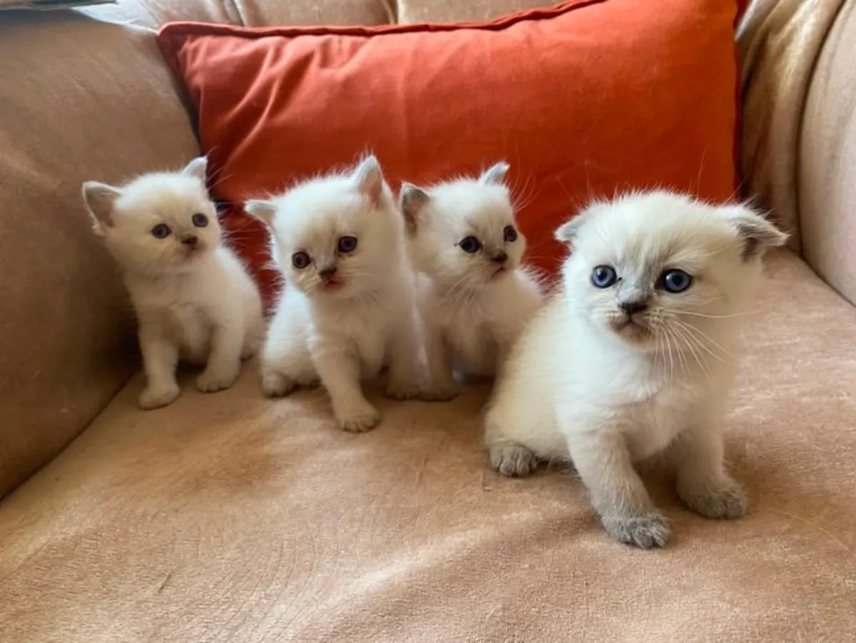 Gatitos British Shorthair de Raza Pura Nobles