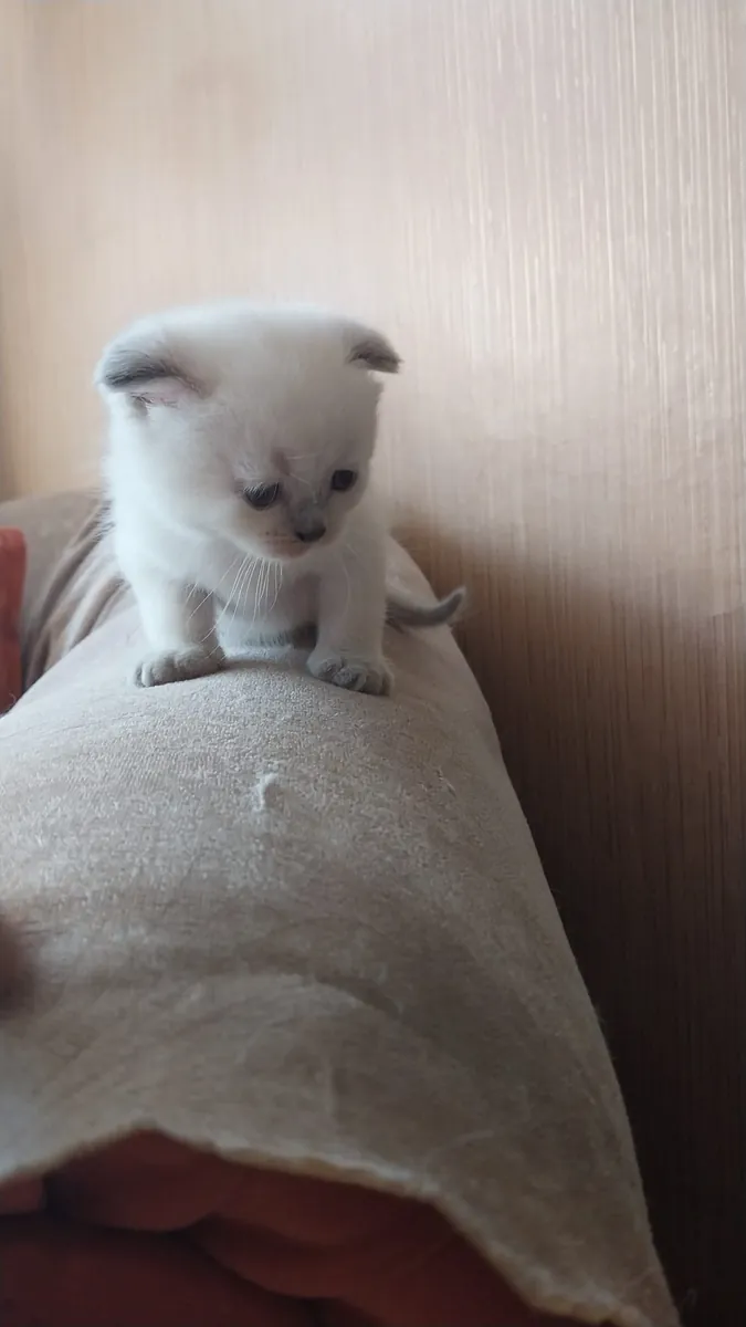 Gatitos British Shorthair de Raza Pura Nobles