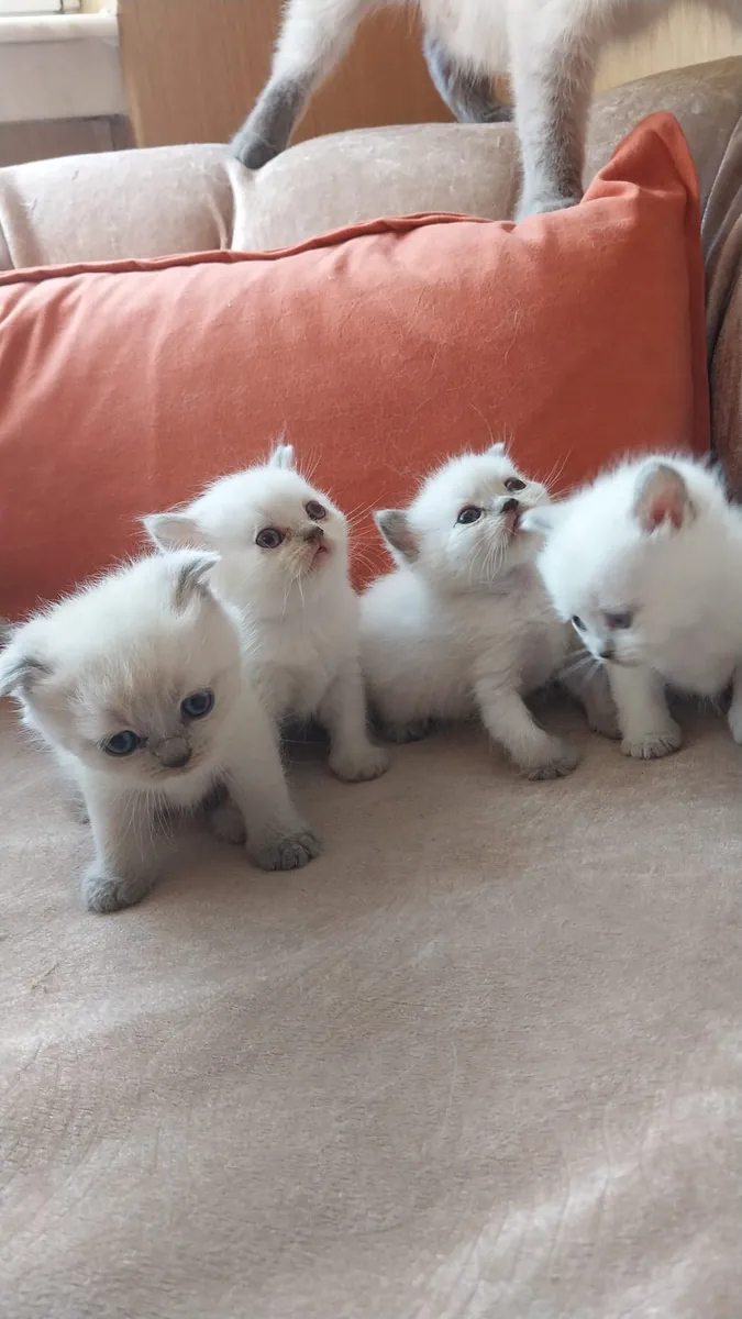 Gatitos British Shorthair de Raza Pura Nobles