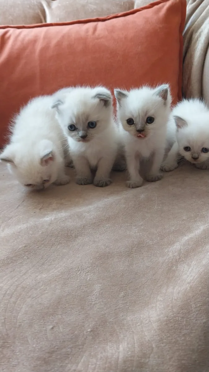 Gatitos British Shorthair de Raza Pura Nobles