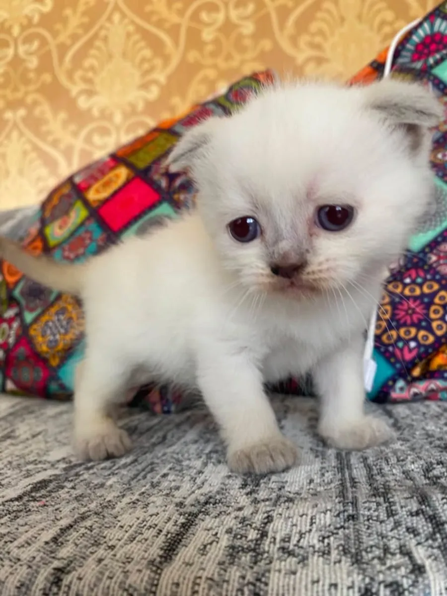 Gatitos British Shorthair de Raza Pura Nobles