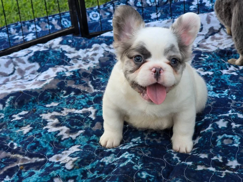 Milo