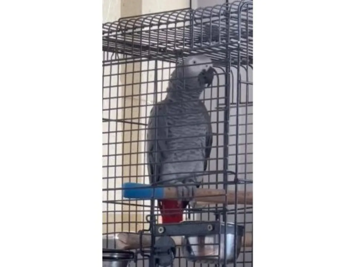 Африканский серый попугай, привыкший к ежедневным разговорам, ищет новый дом.