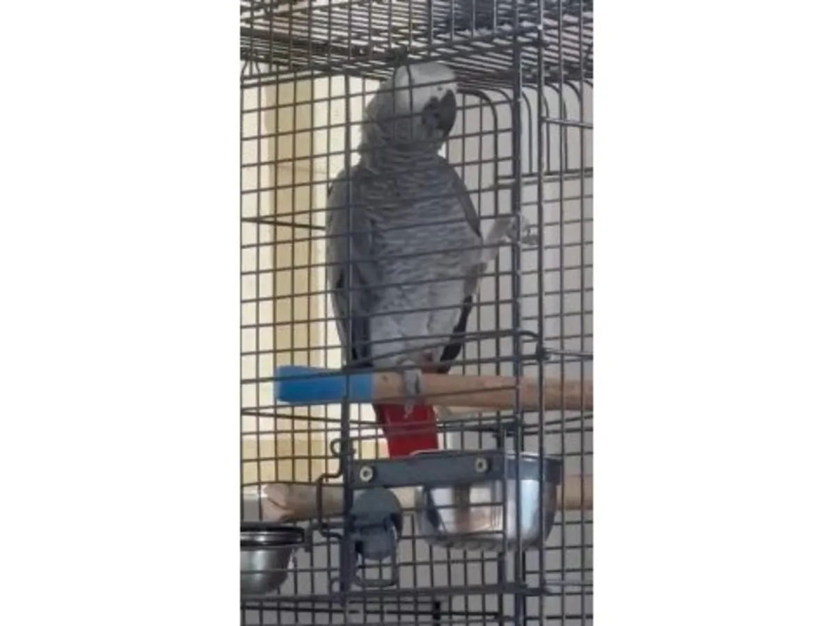 Африканский серый попугай, привыкший к ежедневным разговорам, ищет новый дом.