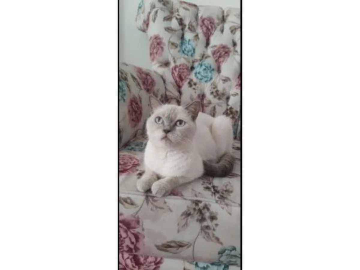 Спокойная британская короткошерстная кошка, любящая тихие вечера, ищет семью.