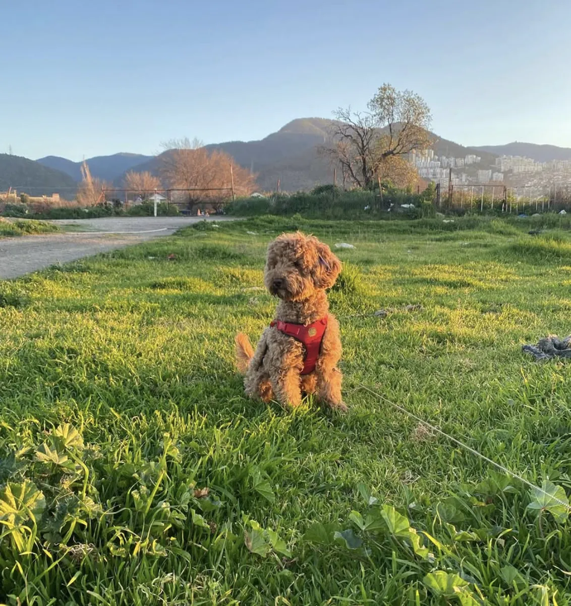 Дружелюбный коричневый пудель, обожающий прогулки на свежем воздухе, ищет новую семью.