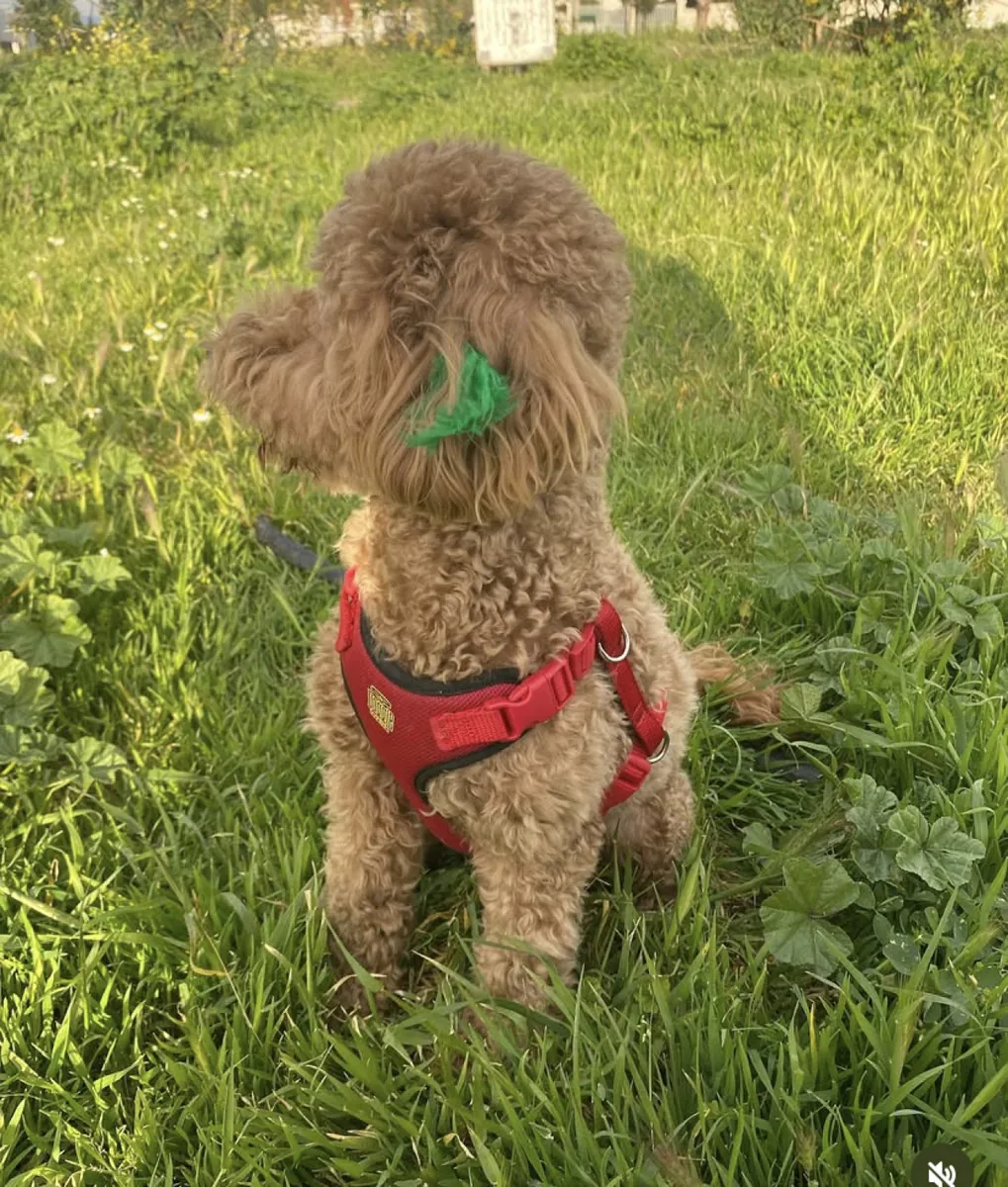 Дружелюбный коричневый пудель, обожающий прогулки на свежем воздухе, ищет новую семью.