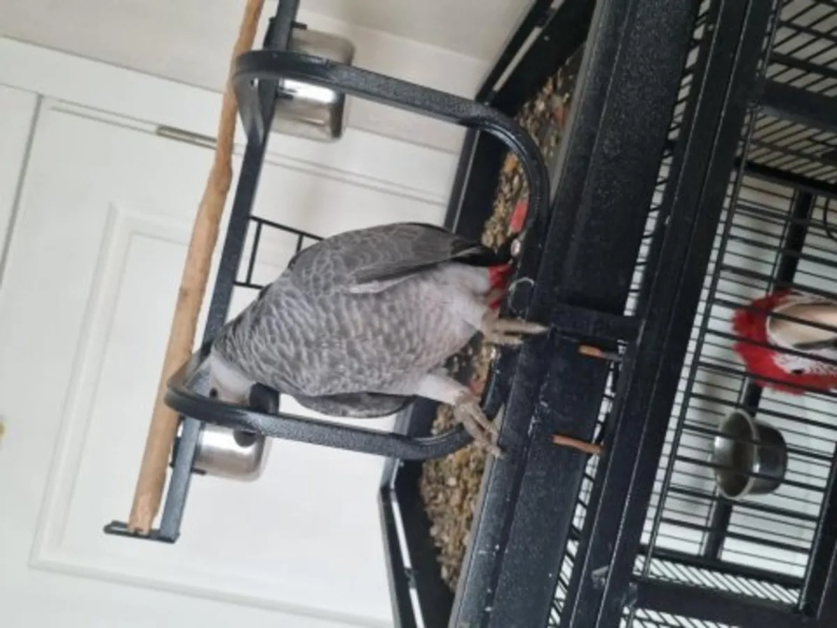 Африканский серый попугай, выросший в семейной атмосфере и любящий беседы, ищет новый дом.