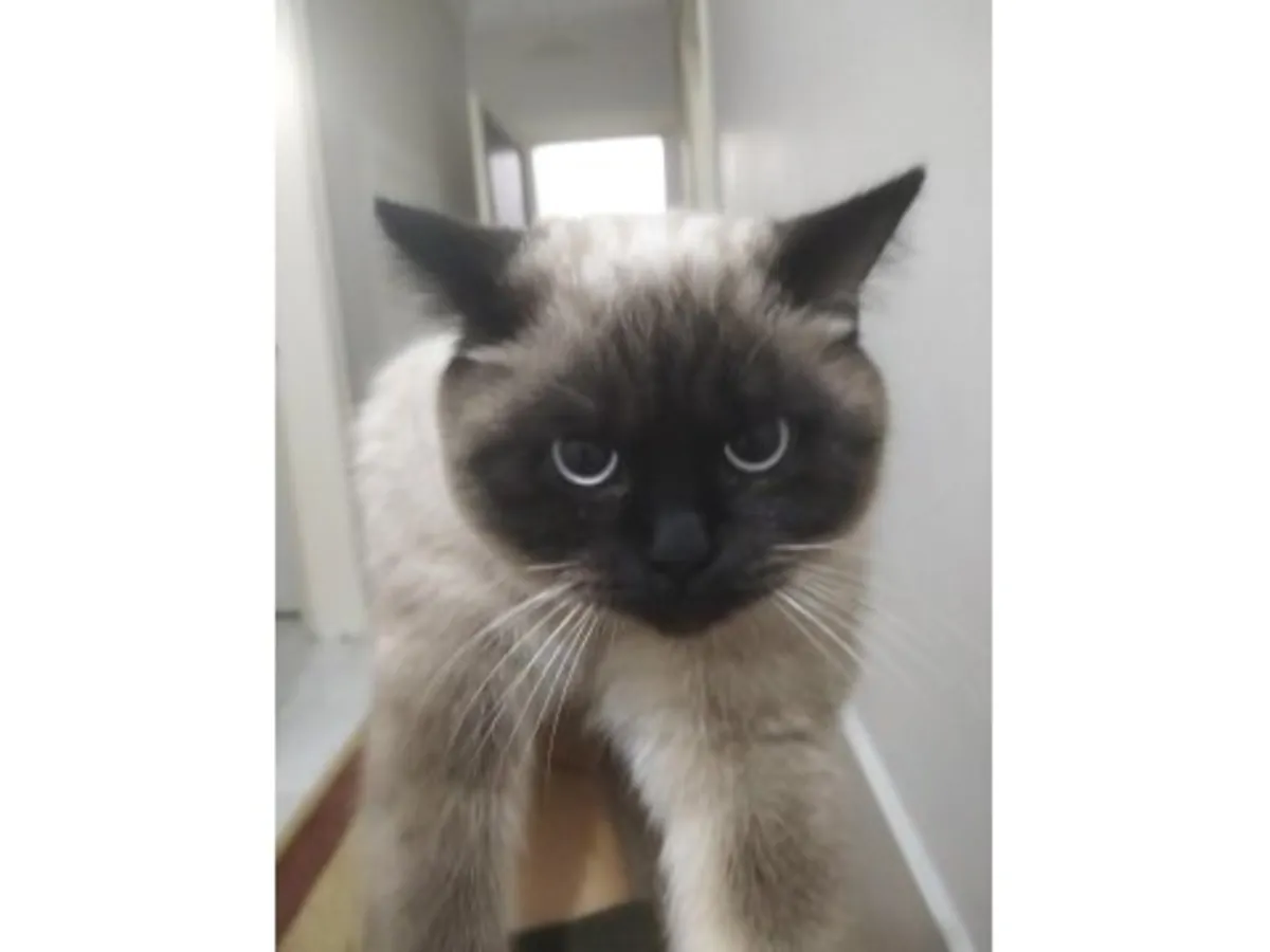 Talkative Siamese cat that loves evening companionship