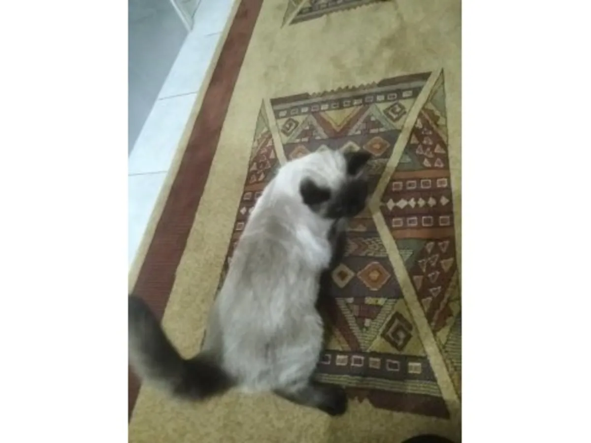 Talkative Siamese cat that loves evening companionship
