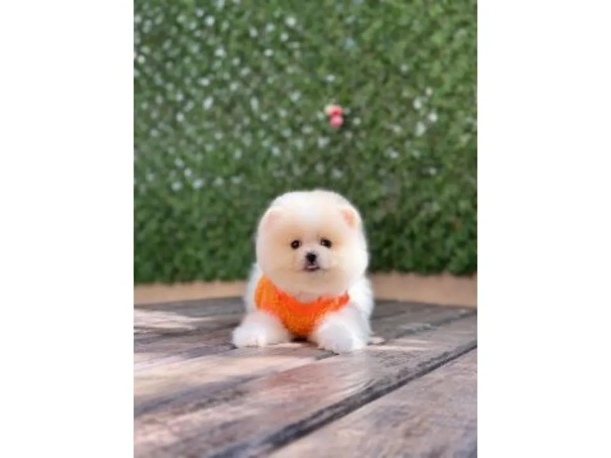 White Pomeranian puppy raised with constant human contact