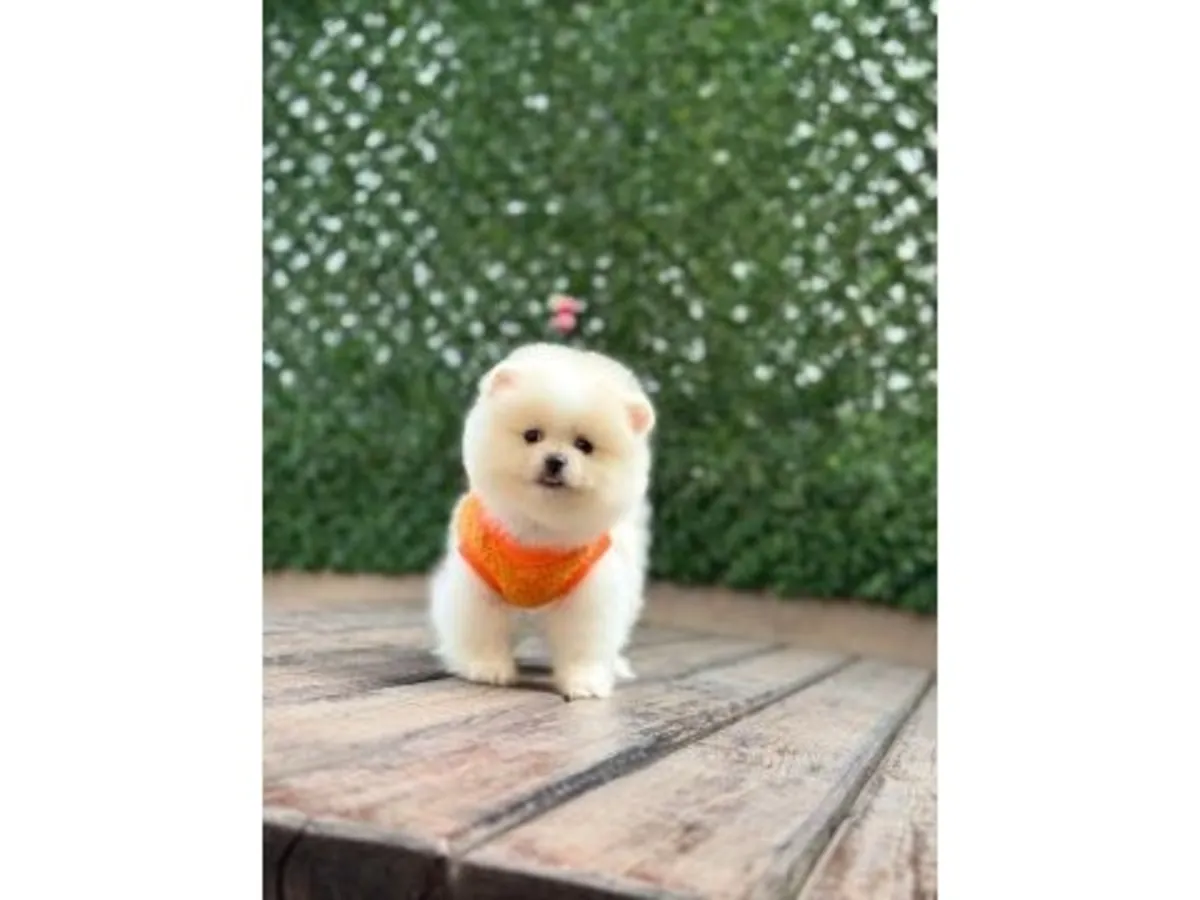 White Pomeranian puppy raised with constant human contact