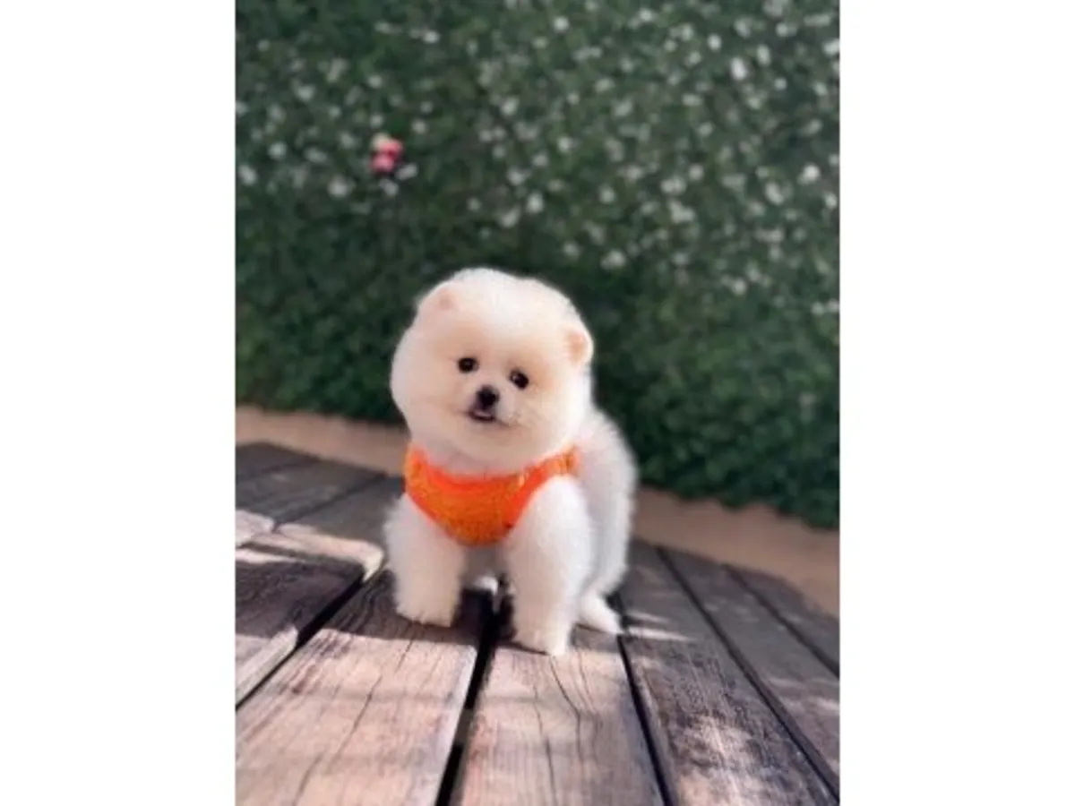 White Pomeranian puppy raised with constant human contact