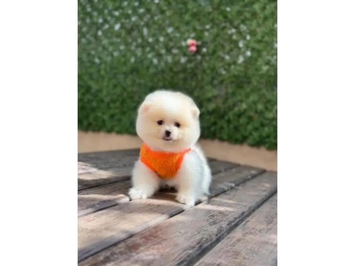 White Pomeranian puppy raised with constant human contact