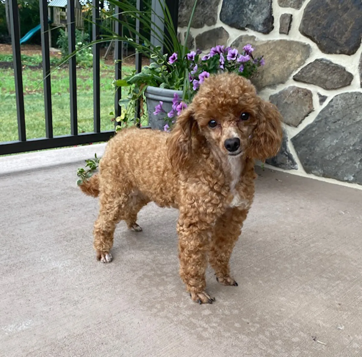 Brown Poodle used to long walks and daily interaction