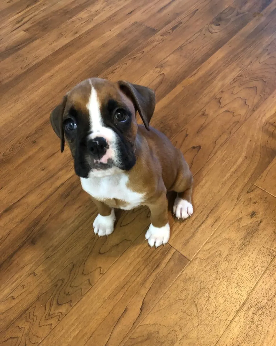 Adorable cachorro Boxer