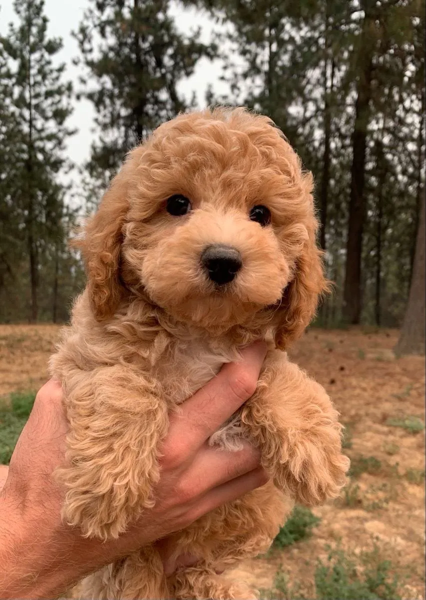 Adorable cachorro Goldendoodle