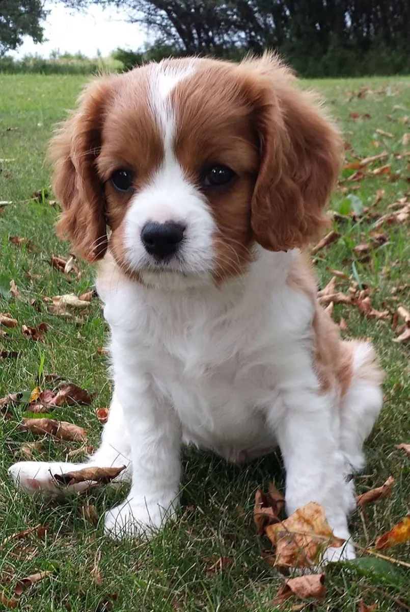 Adorable cachorro Goldendoodle