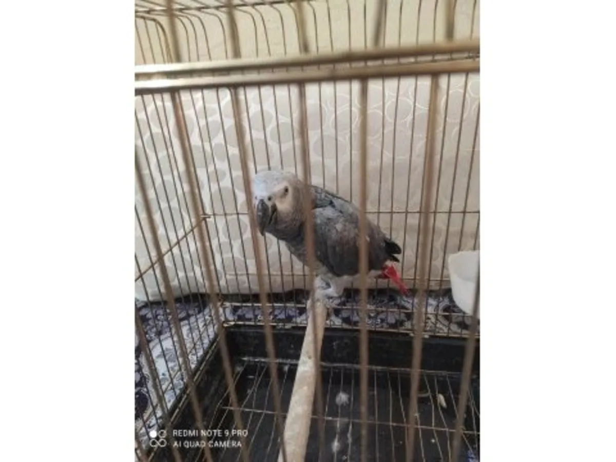 Perroquet gris du Gabon très curieux cherche une nouvelle maison