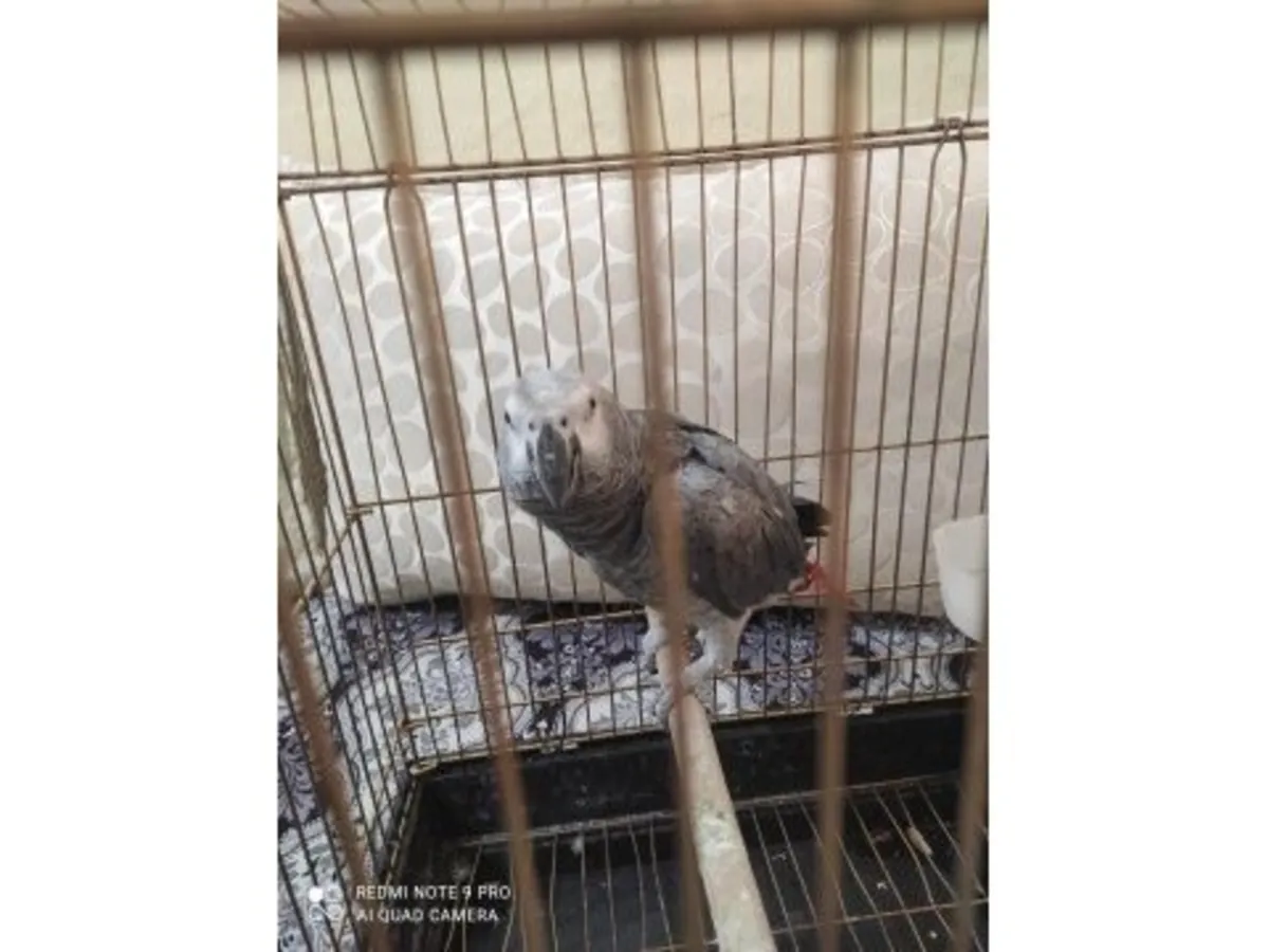 Perroquet gris du Gabon très curieux cherche une nouvelle maison