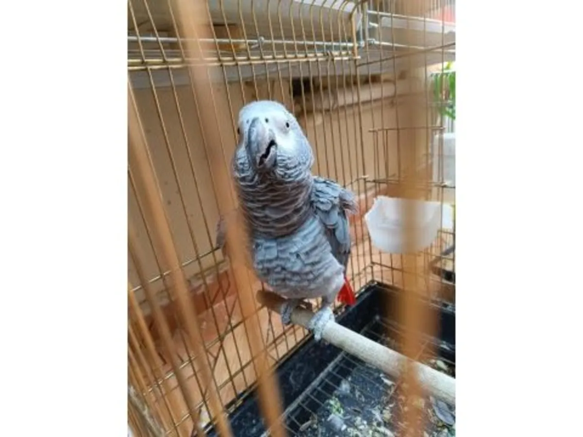 Perroquet gris du Gabon très curieux cherche une nouvelle maison