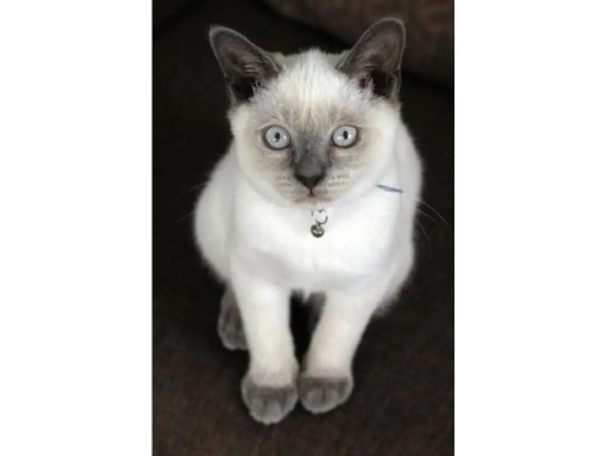 Chat British Shorthair très calme habitué à la vie en appartement