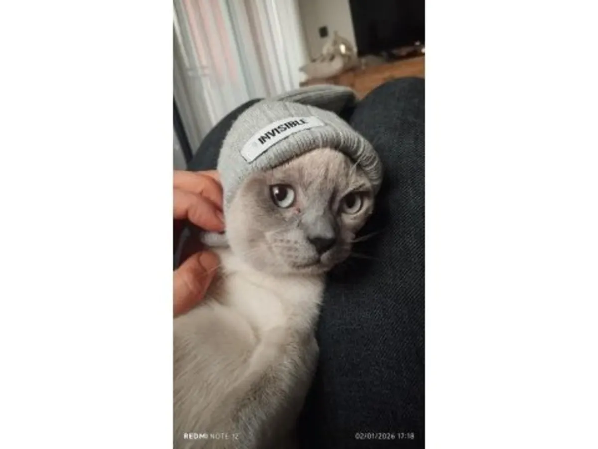 Chat British Shorthair très calme habitué à la vie en appartement
