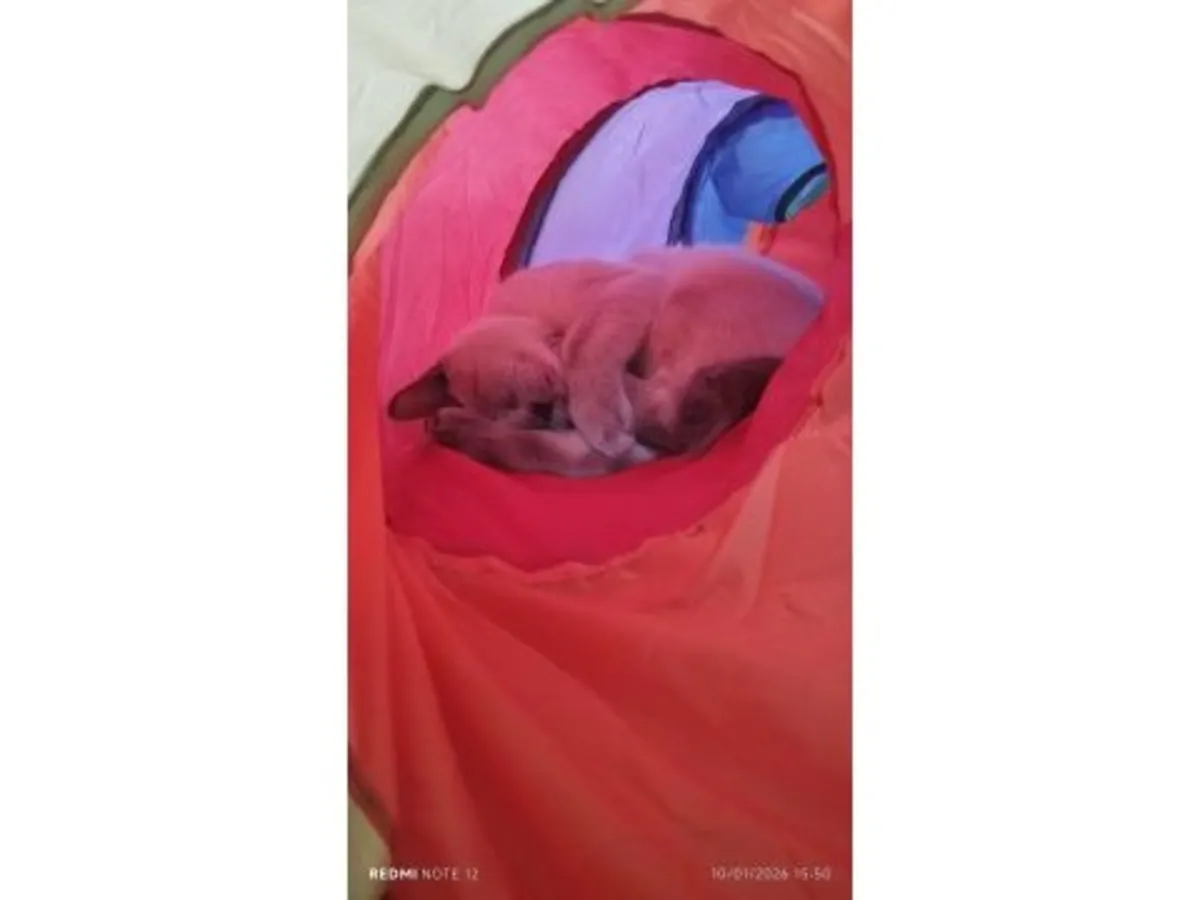 Chat British Shorthair très calme habitué à la vie en appartement