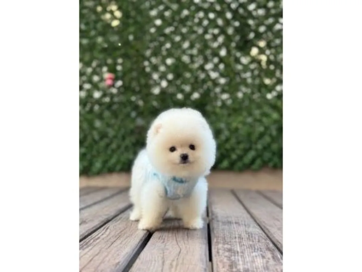 Petit chiot poméranien blanc élevé dans un environnement familial