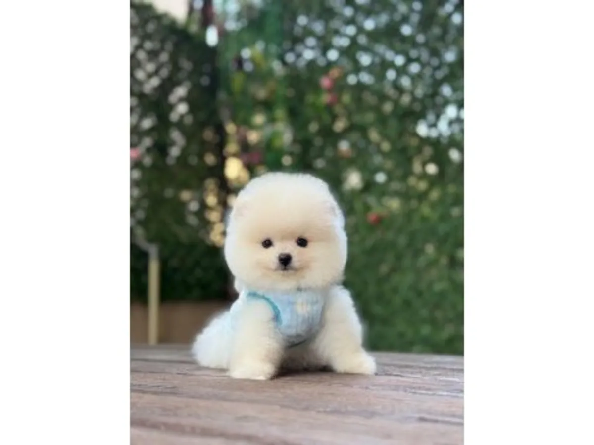 Petit chiot poméranien blanc élevé dans un environnement familial