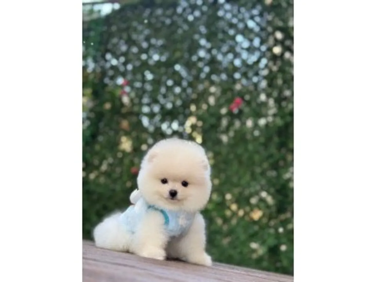 Petit chiot poméranien blanc élevé dans un environnement familial