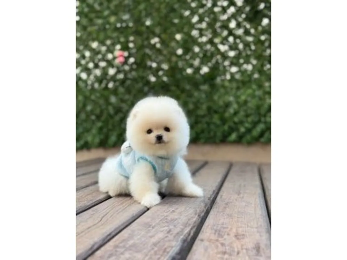 Petit chiot poméranien blanc élevé dans un environnement familial