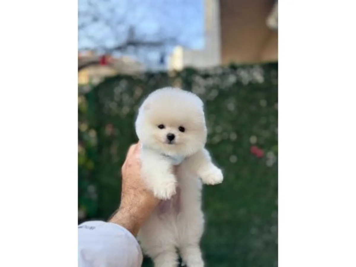 Petit chiot poméranien blanc élevé dans un environnement familial